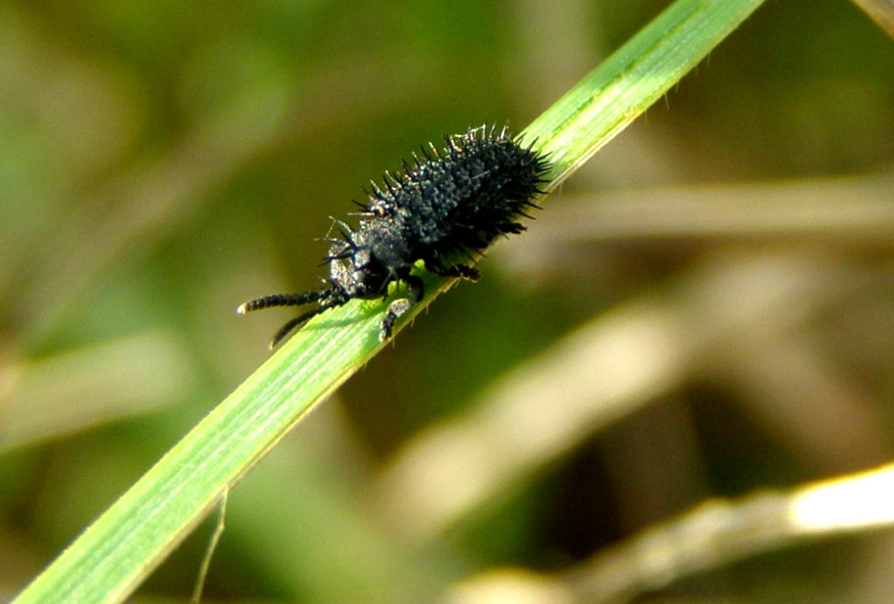 Piccola e spinosa: Hispa atra